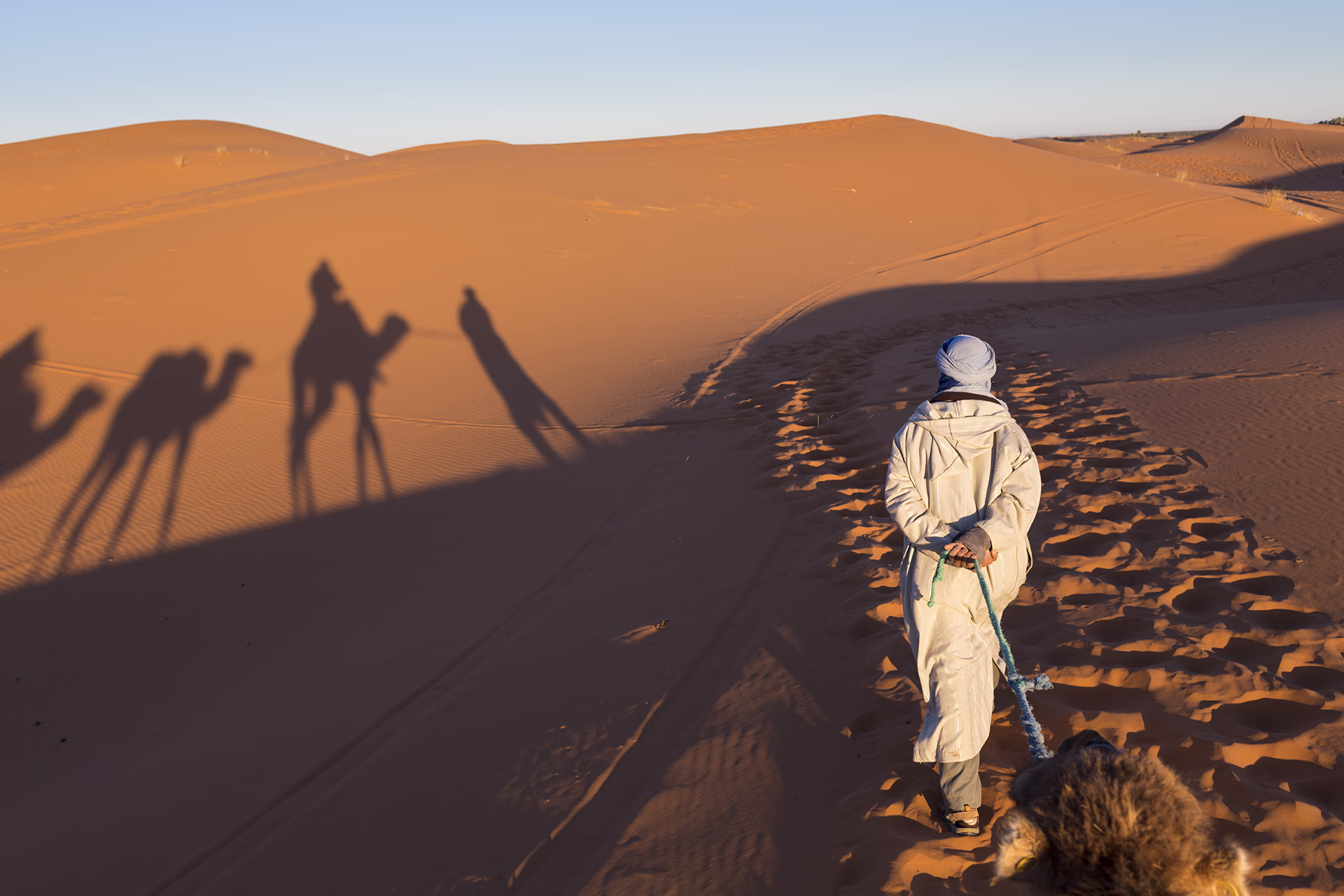 Line of camels crossing a sand ridge in the Moroccan Sahara